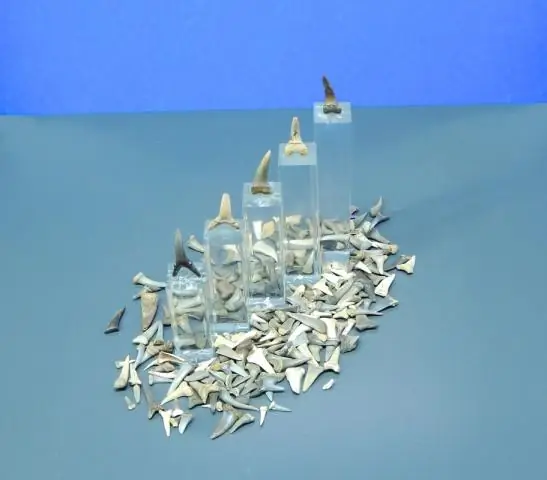 Ископаемые зубы показывают древних гиен в Арктике