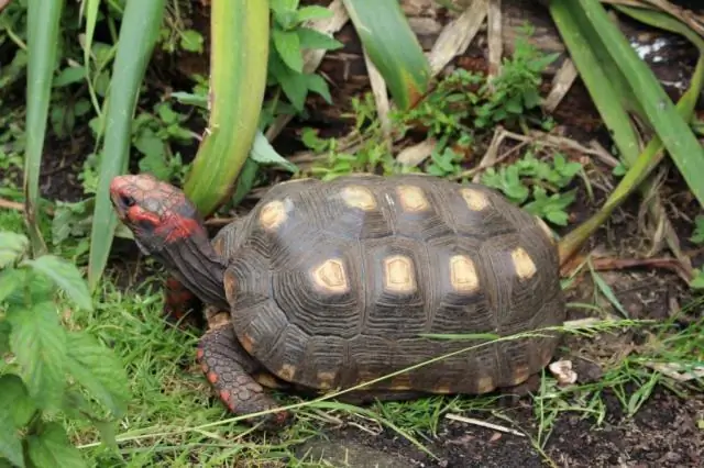 Темные центры хромосом показывают древнюю ДНК