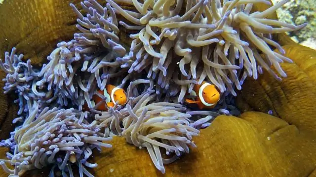 Новое исследование кораллов Большого Барьерного рифа дает поправочный коэффициент для климатических рекордов