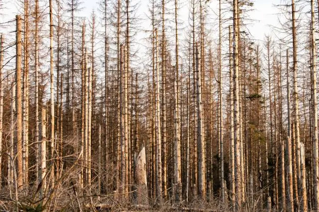 Как бактерии защищаются от обработки плазмой