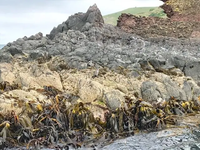 Ветер может помешать морским птицам добраться до их наиболее важной среды обитания