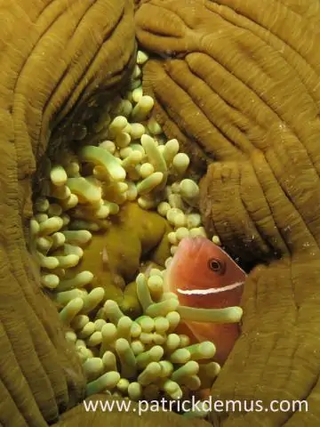 В поисках генеалогического древа анемонов «Немо»: новое исследование подробно описывает эволюционные отношения рыб-клоунов-хозяев