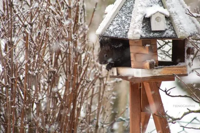 Как в трудные времена животные тоже держатся вместе