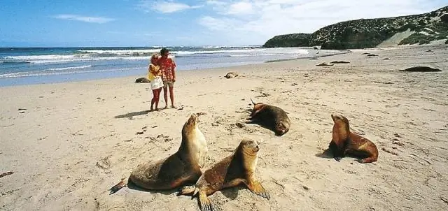 Прослеживание древних путей в Австралию: моделирование показывает, что первые австралийцы прибыли большими группами, используя сложные технологии