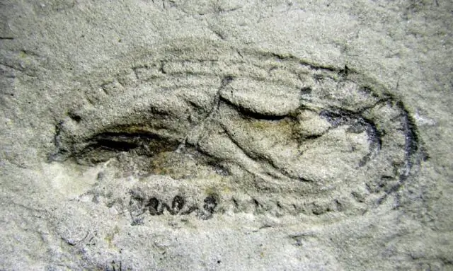 Археологическая тайна раскрыта с помощью современной генетики: Y-хромосомы раскрывают демографический бум и спад в древней Японии