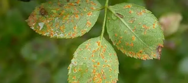 «Чихающие» растения способствуют распространению болезней