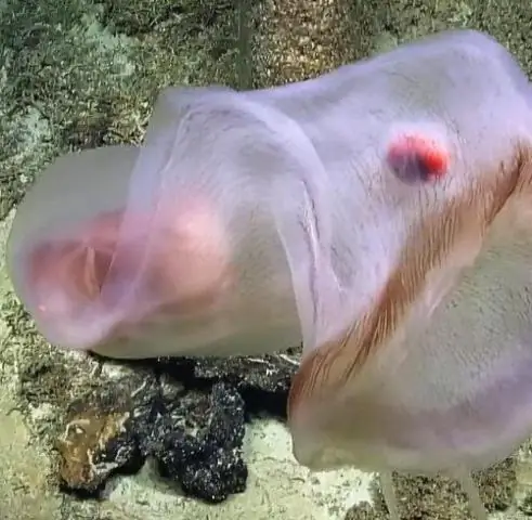 Кожные бактерии могут спасти лягушек от вируса