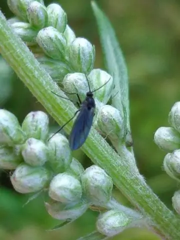Растения могут передавать супербактерии людям