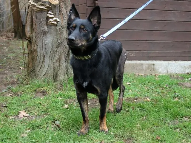 Каннабидиол - новый мощный антибиотик