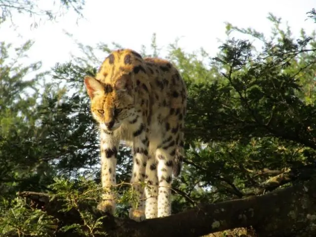 Большие данные говорят о том, что еда слишком сладкая
