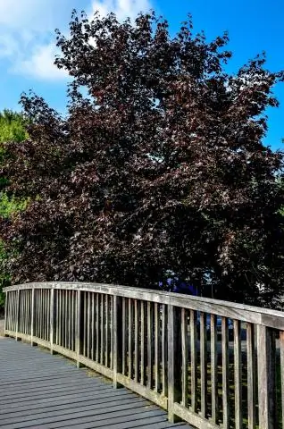 Бабочки-монархи, выращенные в неволе, могут утратить способность к миграции, показало исследование