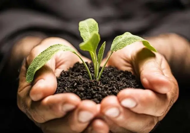 Органическое земледелие повышает продуктивность пчелиных семей