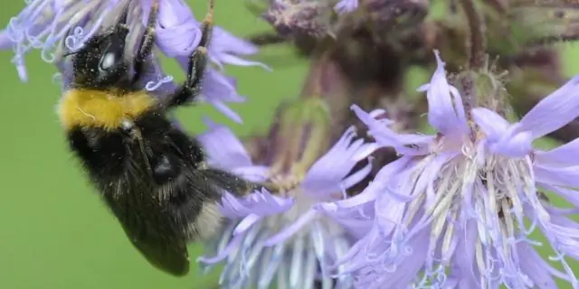 Медоносные пчелы заражают диких шмелей через общие цветы: Домашние ульи связаны с всплеском вирусных инфекций в близлежащих популяциях шмелей