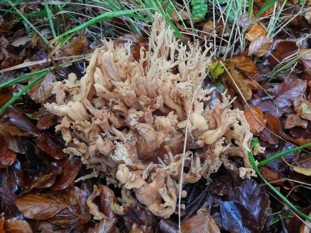 Некоторые кораллы могут выжить в закисленных условиях океана, но имеют более низкую плотность скелета