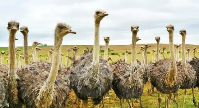 Птица в три раза крупнее страуса обнаружена в крымской пещере: первое свидетельство того, что гигантские страусоподобные птицы когда-то бродили по Европе