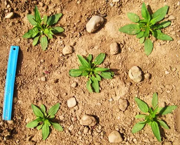 Естественное биоразнообразие защищает доходы сельских фермеров от тропических погодных потрясений