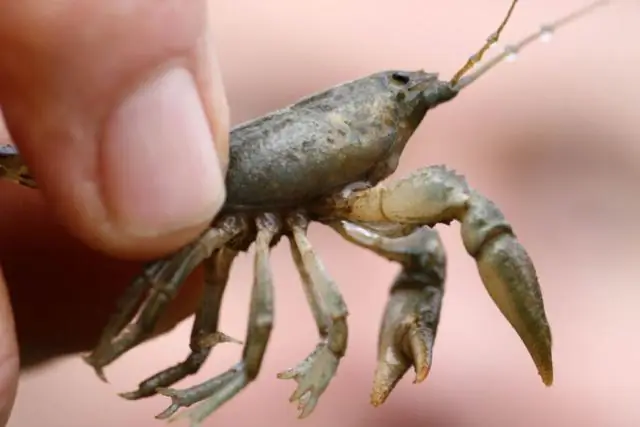 Как вдыхаемые грибковые споры вызывают смертельный менингит