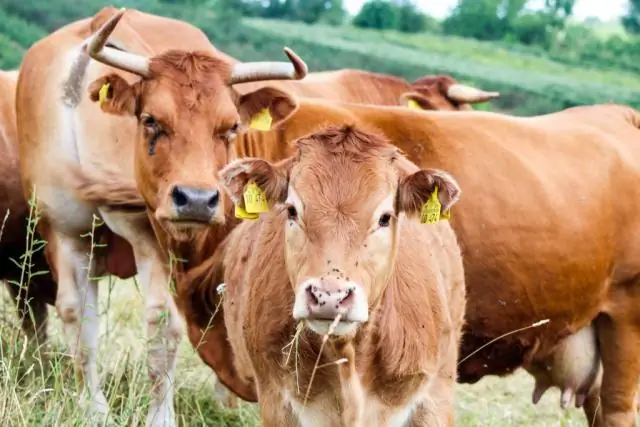 Неместные грушевые деревья появляются в лесах США: груши Каллери, когда-то любимые в пригородах, теперь превосходят многие местные деревья, предупреждает биолог