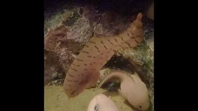 Эволюция жизни в океане изменилась 170 миллионов лет назад