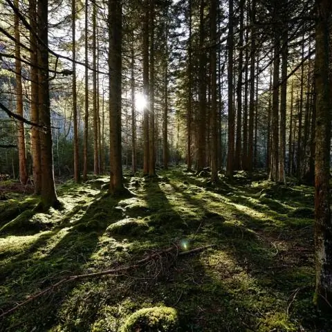 Новое исследование разгадывает тайну скопления соли на дне Мертвого моря