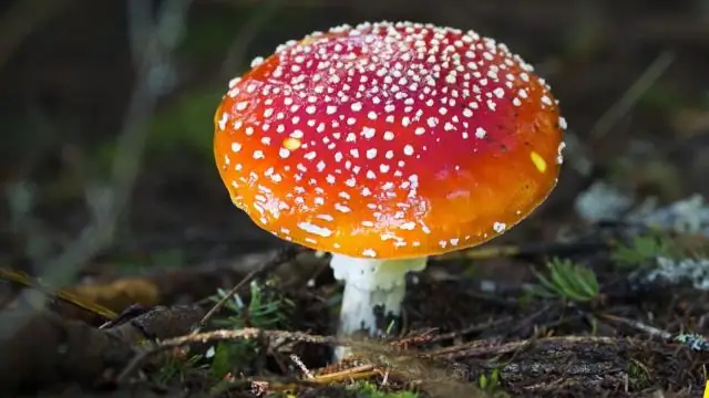 Грибы: более темные плодовые тела в холодном климате