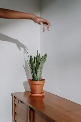 Два новых вида ос-паразитов описаны с высоты более 3400 м в Тибете