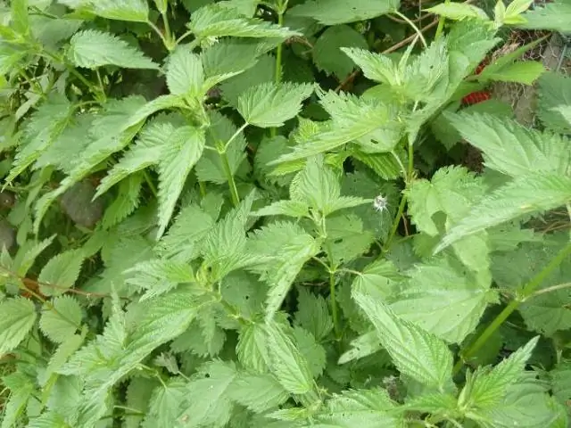 Тоник! Как послеобеденный напиток из гороха может помочь спасти тропический лес