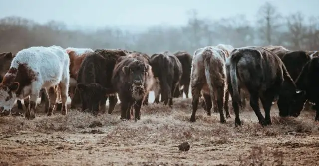 Потенциал снижения выбросов метана от коров
