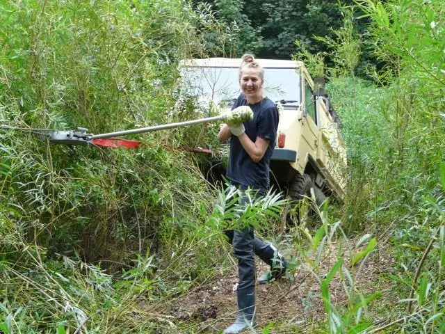 Венериные мухоловки: комарам не сбежать