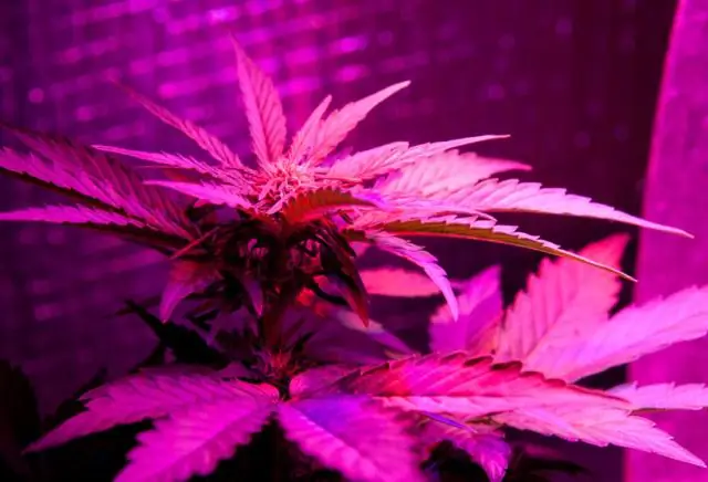 Связывание фенотипов с генотипами: новая стратегия редактирования генов