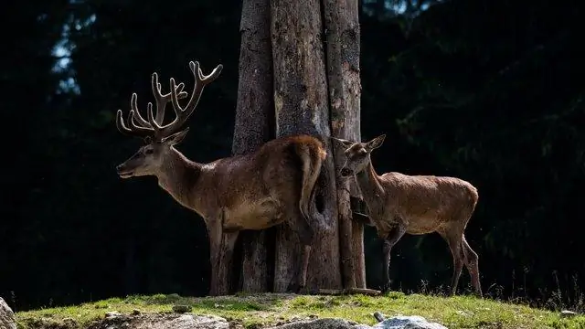 Инбредная депрессия снижает размер помета у золотистых ретриверов