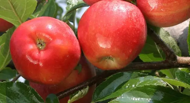 Эволюция строения тела не так проста, как считалось раньше: ген Hox является лишь частью того, что определяет эволюцию конечностей, позвонков у животных