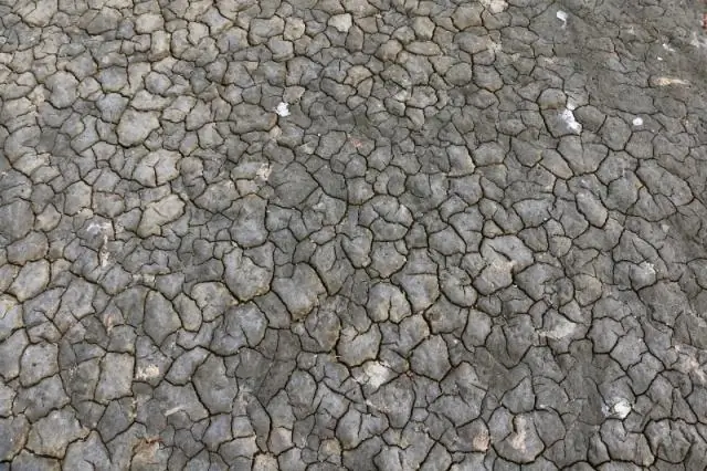 Жара, соль, засуха: этот ячмень может противостоять изменениям климата