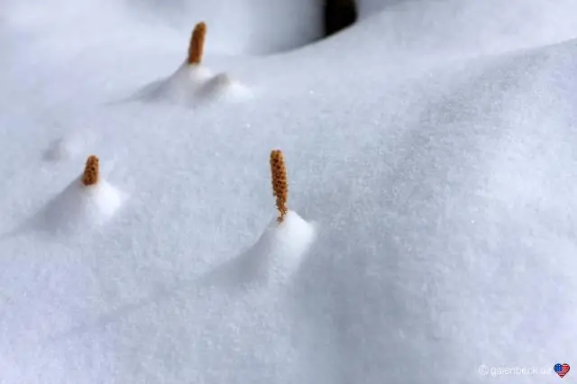 В древнем каньоне Чако еды могло не хватать