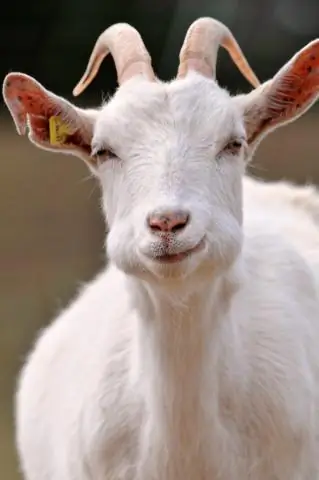 Козы могут отличать эмоции от криков других коз