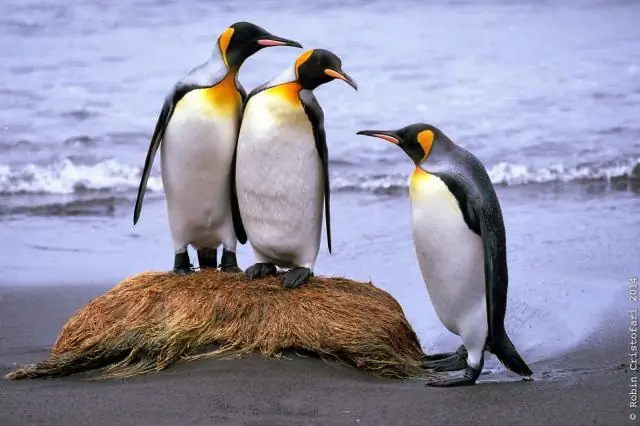 Нет новых самцов: изменение климата угрожает черепахам Кабо-Верде