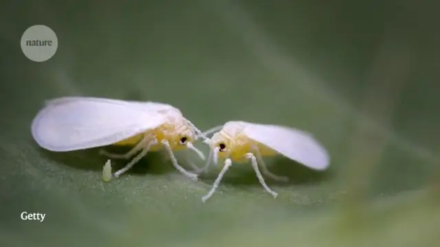 Идентифицирован ген, который поможет разработать растения для борьбы с изменением климата: открытие продвинет инициативу по сокращению атмосферного углерода с помощью растений