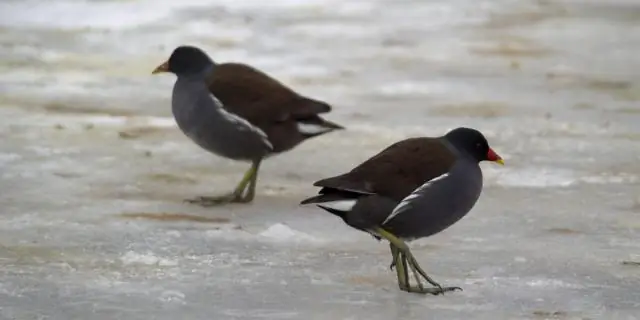 Птица с необычайно длинными пальцами на ногах найдена окаменевшей в янтаре