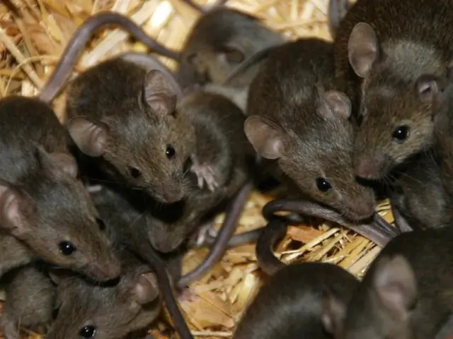Домашняя мышь формирует распространение Toxoplasma gondii: инвазивное млекопитающее, завезенное морской торговлей, влияет на популяции паразитов