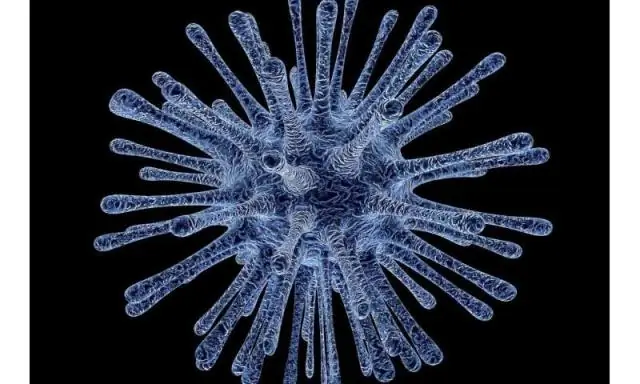 Новый вирус, обнаруженный в одной трети всех стран, возможно, эволюционировал вместе с человеческим происхождением