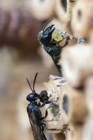 Насекомые испытывают постоянную боль после травмы, свидетельствуют данные