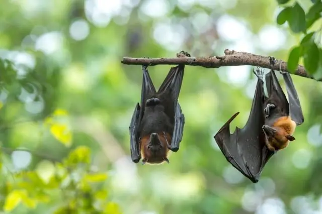 Деревья Иисуса Навина на грани исчезновения