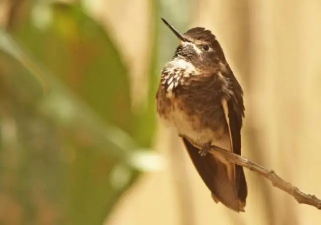 Почему некоторые самцы большого шалфейного тетерева «выступают» лучше других