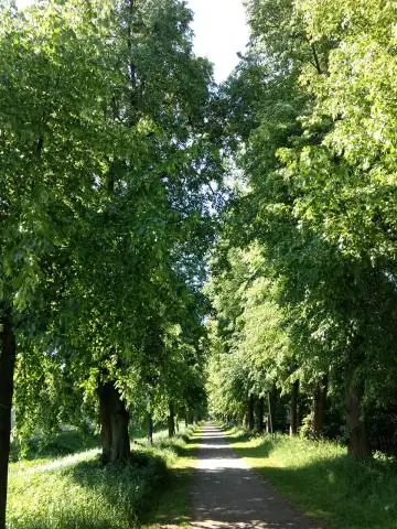«Интенсивное» пчеловодство не виновато в распространенных заболеваниях пчел