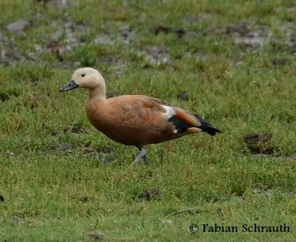 Как тупики ловят пищу вне сезона размножения