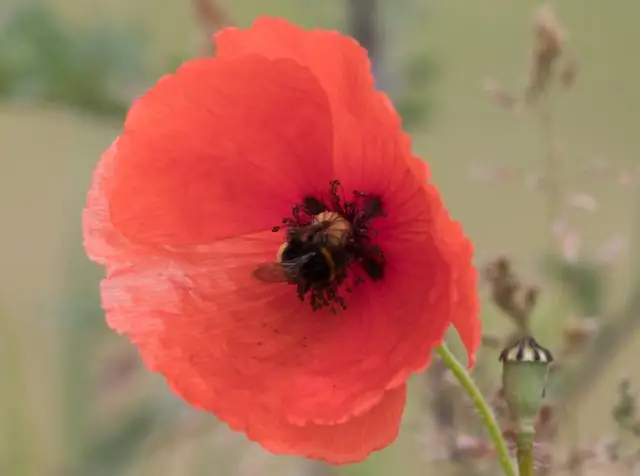 Отродье триффида? Крошечные организмы дают нам возможность заглянуть в сложную историю эволюции