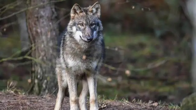 Выживание данио: приятель или бегство? Исследование показывает, что рыбки данио принимают неожиданные решения, когда сталкиваются с противоречивыми возможностями