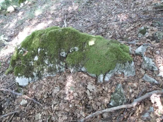 Окаменелости юрского периода показывают, как ранние млекопитающие могли глотать, как их современные потомки