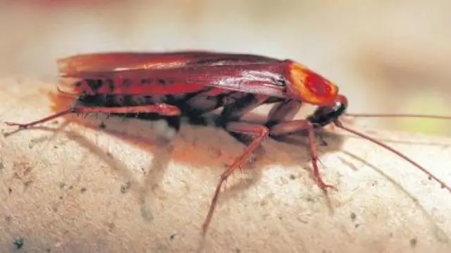 Тараканы туркестанские, продающиеся через интернет, - спутник обыкновенного домашнего таракана