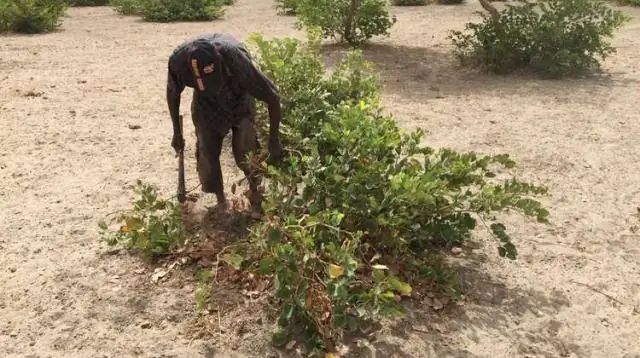 Устойчивое управление земельными ресурсами – ключ к сокращению лесных пожаров на Амазонке
